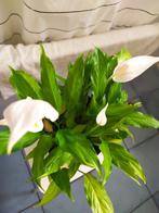 Spathiphyllum, Ophalen, Overige soorten, Halfschaduw, Minder dan 100 cm