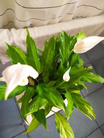 Spathiphyllum beschikbaar voor biedingen