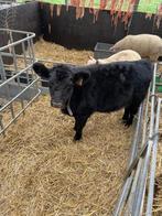 100% zuiver lowline Angus stiertje, Dieren en Toebehoren, Mannelijk, 0 tot 2 jaar