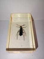 insect in epoxy hars 02, Verzamelen, Dierenverzamelingen, Ophalen of Verzenden, Zo goed als nieuw, Insect, Opgezet dier
