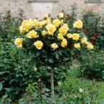 MOOIE STAMROZELAARS oa GELE : " ARTHUR BELL " ( 16€/Stuk ), Tuin en Terras, Planten | Tuinplanten, Volle zon, Vaste plant, Zomer