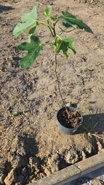 Vijgenboom, Overige soorten, Minder dan 100 cm, Zomer, Ophalen