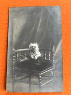 Oude foto postkaart Bauwens photographe du senat 1913 hond, Ophalen of Verzenden, Foto