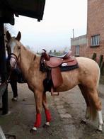 GEZOCHT palomino merrie JUNE, Animaux & Accessoires, Chevaux, Jument, Moins de 160 cm, Cheval western, 11 ans ou plus