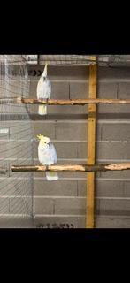 Cacatoès, Animaux & Accessoires, Enlèvement ou Envoi