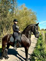 Bijrijder/halve stal gezocht voor jonge friese ruin, Dieren en Toebehoren, L, 165 tot 170 cm, Dressuurpaard, 3 tot 6 jaar