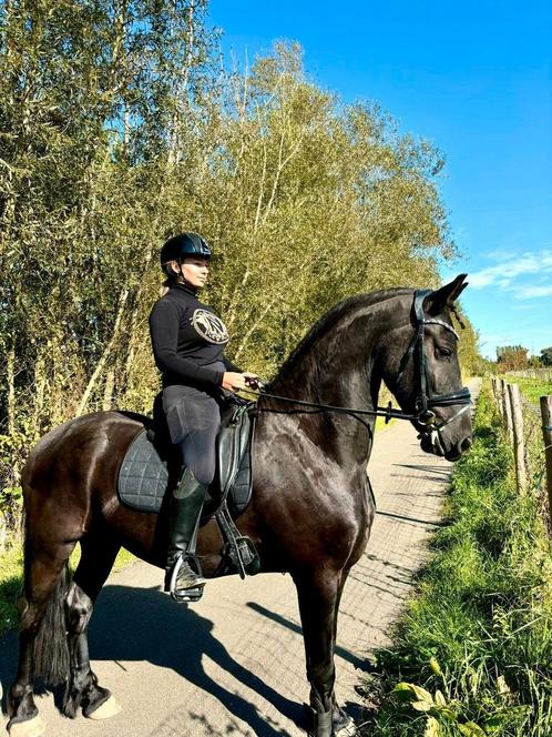 Bijrijder/halve stal gezocht voor jonge friese ruin, Dieren en Toebehoren, Paarden, L, 165 tot 170 cm, 3 tot 6 jaar, Dressuurpaard