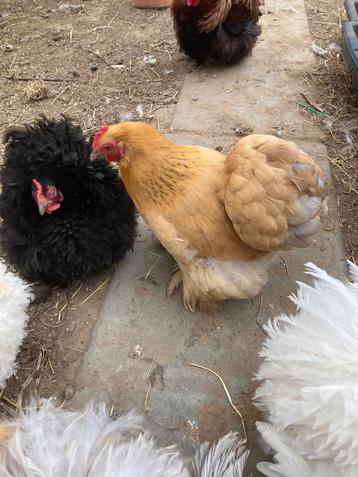 Koppel cochin kriel, Dieren en Toebehoren, Pluimvee