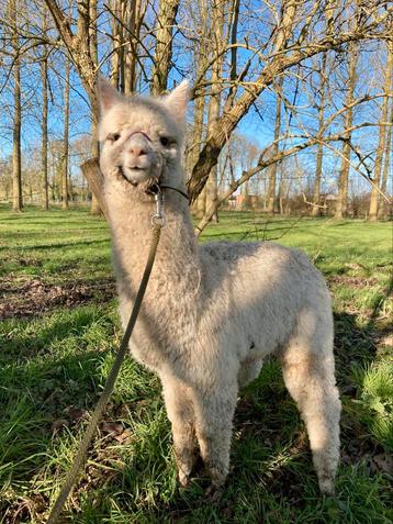 Alpaca hengst  beschikbaar voor biedingen