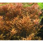 Aquariumplant: Rotala rotulifolia beschikbaar, Ophalen