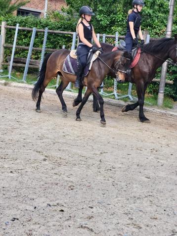Super leuke C pony merrie 5 jaar beschikbaar voor biedingen