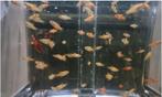 Platy's, Dieren en Toebehoren, Vis, Zoetwatervis, Schoolvis