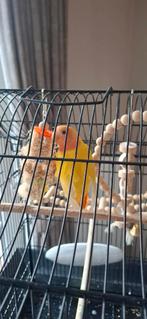 Agapornis, Perroquet nain ou Inséparable