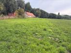 LANDBOUWGROND TE HUUR, Weidegang