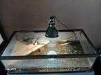 2 schildpadden te koop met alles erbij, Ophalen, Zo goed als nieuw
