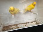 Gele kanaries, Dieren en Toebehoren