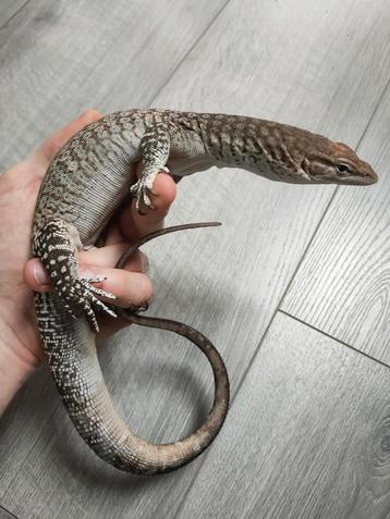 Varanus tristis orientalis  beschikbaar voor biedingen