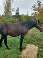 Te koop 9 j hengst draver gaat in de koets als op de rug, Hengst