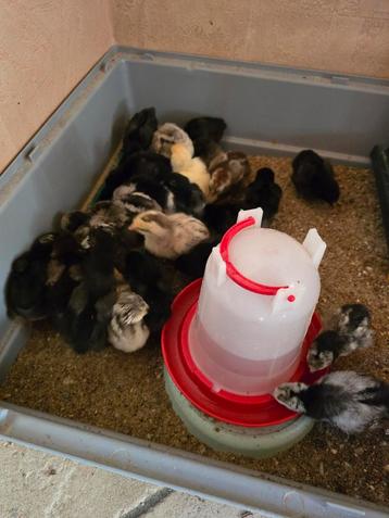Kuikentjes 1 week oud te koop beschikbaar voor biedingen