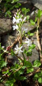 Waterdrieblad, Tuin en Terras, Planten | Tuinplanten, Ophalen, Volle zon, Vaste plant, Vijverplanten