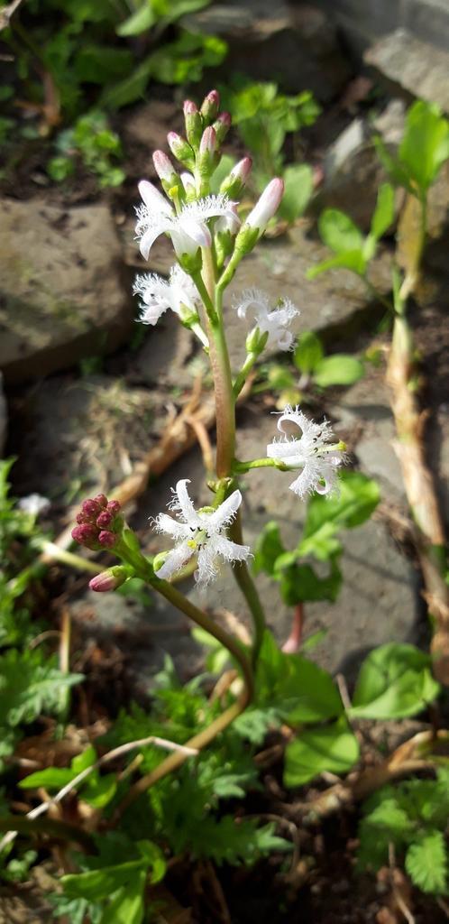 Waterdrieblad, Tuin en Terras, Planten | Tuinplanten, Vaste plant, Vijverplanten, Volle zon, Lente, Ophalen