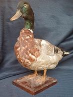 Rariteitenkabinet Taxidermie opgezette wilde mannelijke eend, Verzamelen, Dierenverzamelingen, Ophalen of Verzenden, Gebruikt