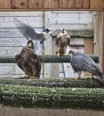 Peregrine x Lanner valken (2025), Dieren en Toebehoren, Vogels | Overige Vogels, Meerdere dieren, Roofvogel, Geringd