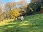 Pension prairie, Animaux & Accessoires