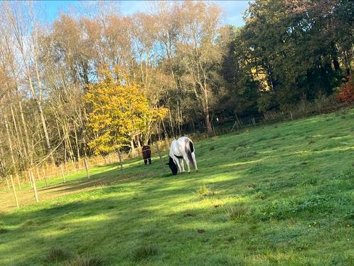 Pension prairie, Dieren en Toebehoren, Overige Dieren