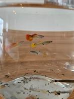 Volwassen guppen 2 vrouw + 3 man, Dieren en Toebehoren