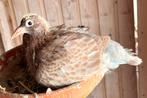 4 jonge postduiven, Animaux & Accessoires, Oiseaux | Pigeons, Sexe inconnu, Pigeon voyageur