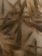Hobyaquarium Japonica XL garnalen /  effectieve algeneters, Animaux & Accessoires, Poissons | Poissons d'aquarium, Homard, Crabe ou Crevette