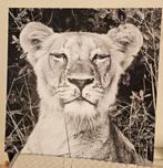 Foto´s wilde dieren op harde plaat 50x50, Huis en Inrichting, Woonaccessoires | Schilderijen, Tekeningen en Foto's, Ophalen, Zo goed als nieuw