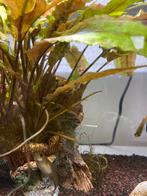 10 kleine guppies te koop, Dieren en Toebehoren, Vis, Zoetwatervis