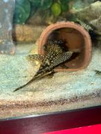 Koppel borstelneus pleco, Vis, Zoetwatervis, Schoolvis
