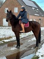 Superkoel paardje, Dieren en Toebehoren, Paarden, Ruin, Recreatiepaard