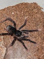 Teraphosa aphophysis mannetje ongeveer 4 cm lichamlengte, Dieren en Toebehoren