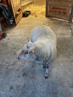 2jarige Rouge de l'Ouest ram, Dieren en Toebehoren, Schapen, Geiten en Varkens, Mannelijk, Schaap, 0 tot 2 jaar