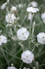 Prikneus Wit zaden, Lychnis Coronaria Alba, Tuin en Terras, Bloembollen en Zaden, Zaad, Verzenden