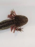 Axolotl, wildkleur, Dieren en Toebehoren, Reptielen en Amfibieën, 0 tot 2 jaar, Tam, Amfibie