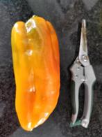 5 graines de poivron jaune pointu Golden Treasure, Envoi, Printemps, Plein soleil, Graine