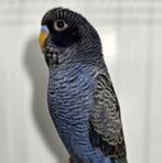 Gezocht jonge Blackface blackwing violet pop, Vrouwelijk, Parkiet, Geringd