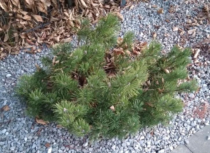 Plantes, Tuin en Terras, Planten | Tuinplanten, Vaste plant, Overige soorten, Halfschaduw, Lente, Ophalen