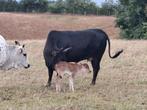 Zeboe koe te koop