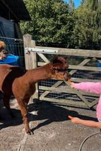 Jonge. Alpaca Hengsten  te koop, Dieren en Toebehoren