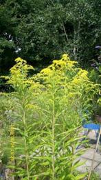 Guldenroede - Solidago (vaste plant), Enlèvement, Plante fixe