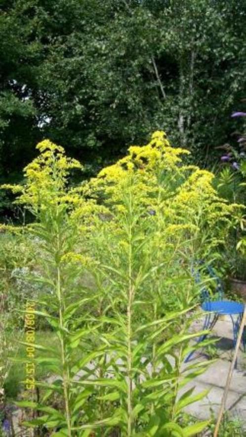 Guldenroede - Solidago (vaste plant), Jardin & Terrasse, Plantes | Jardin, Plante fixe, Enlèvement