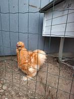 Zijdehoen USA haantje, Dieren en Toebehoren, Pluimvee
