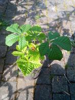 Marronniers d'Inde (Aesculus hippocastanum), Jardin & Terrasse, Plantes | Arbres fruitiers, Enlèvement