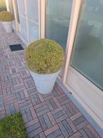 Buxus in pot te koop, Tuin en Terras, Ophalen